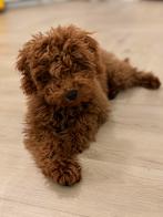 Toy poedel reutje, Poedel, 15 weken tot 1 jaar, Reu, CDV (hondenziekte)