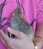 Naakt rat en velveteen rat, Mei, Mannelijk, Rat