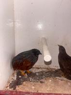 Chinese kwartel koppel te koop, Dieren en Toebehoren, Vogels | Overige Vogels, Meerdere dieren, Tropenvogel