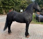 Mooie Friese ruin, Dieren en Toebehoren, Paarden, Ruin, Zadelmak, Tuigpaard, 11 jaar of ouder