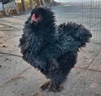 Broedeieren Brahma krul groothoender. Krulveer, Krulkip., Dieren en Toebehoren, Geslacht onbekend, Kip