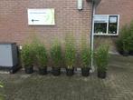 Fargesia Denudata Xian 2, niet woekerende bamboe!!!, Volle zon, Vaste plant, Bloeit niet, Ophalen