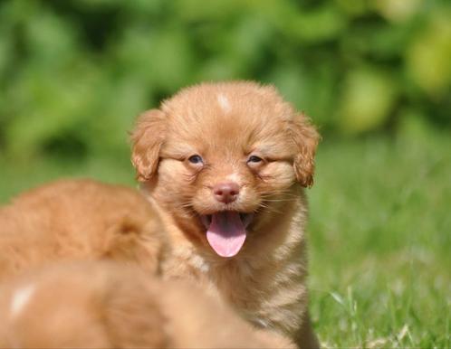 nova scotia duck tolling retriever pups. Met stamboom, Dieren en Toebehoren, Honden | Retrievers, Spaniëls en Waterhonden, Meerdere dieren