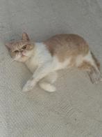 Exotic Shorthair mix kater, Dieren en Toebehoren, Katten en Kittens | Raskatten | Korthaar, Kater, Ontwormd, 0 tot 2 jaar