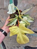 Philodendron Florida Ghost p12 (D), Ophalen of Verzenden, Overige soorten, Minder dan 100 cm