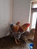 TRIO BLAUW PATRIJS WYANDOTTE GROOT, Dieren en Toebehoren, Pluimvee, Meerdere dieren, Kip