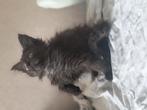 Maine coon kittens (black smoke poesjes), Dieren en Toebehoren, Katten en Kittens | Raskatten | Langhaar, Poes, Ontwormd