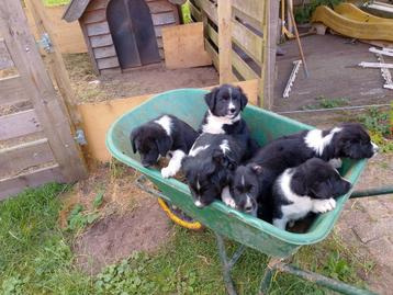 Border Collie x Friese Stabij pups beschikbaar voor biedingen