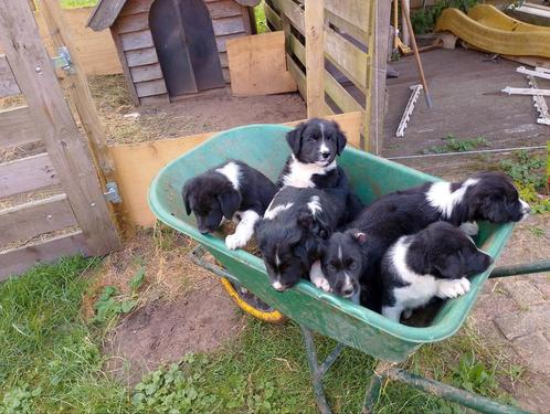 Border Collie x Friese Stabij pups, Dieren en Toebehoren, Honden | Herdershonden en Veedrijvers, Meerdere dieren, Overige rassen