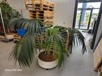 palm in pot, Tuin en Terras, Planten | Bomen, Bloeit niet, 100 tot 250 cm, Palmboom, Ophalen