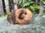Sheltie choco otter creme beertje, Mannelijk, Cavia, Voor 1 juli 2024, Tam