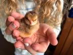 Rustige Bassette Kriel Kippen en Kuikentjes te koop, Meerdere dieren, Kip