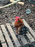 Haan Chabo/Serama 1 jaar, Dieren en Toebehoren, Pluimvee, Mannelijk, Kip