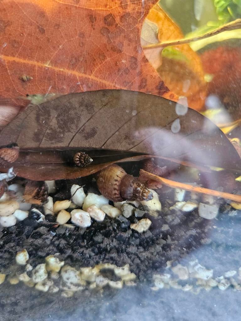 Torenslakken Thiara Scarbra, Dieren en Toebehoren, Slak of Weekdier, Zoetwatervis