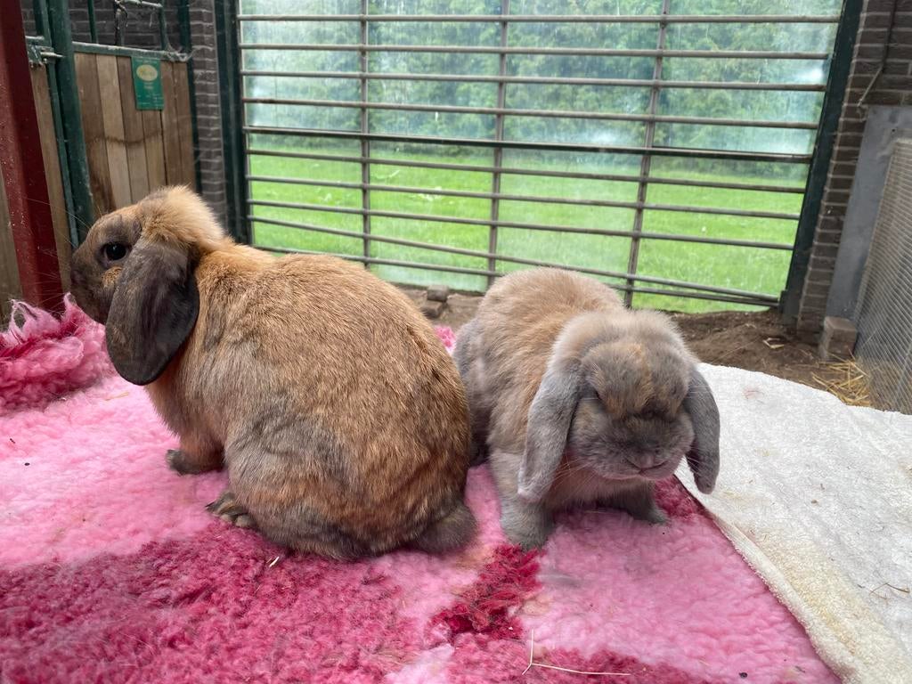 2 Hangoor konijnen Voedsters, Vrouwelijk, Dwerg, Hangoor, 0 tot 2 jaar