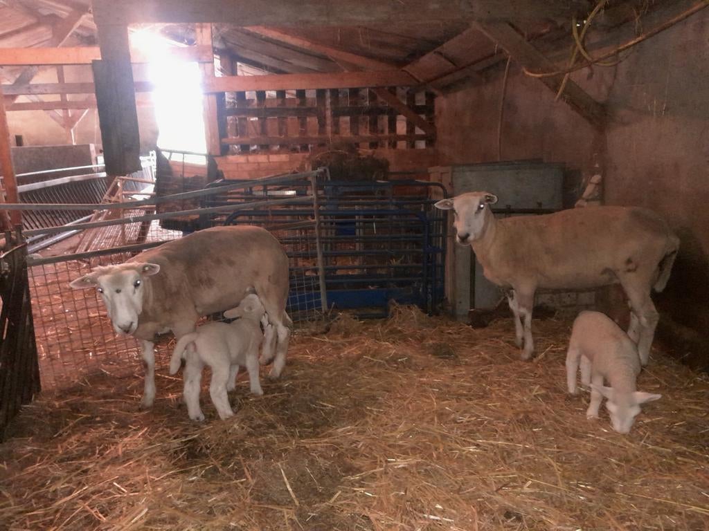 Schapen met lammeren ooien