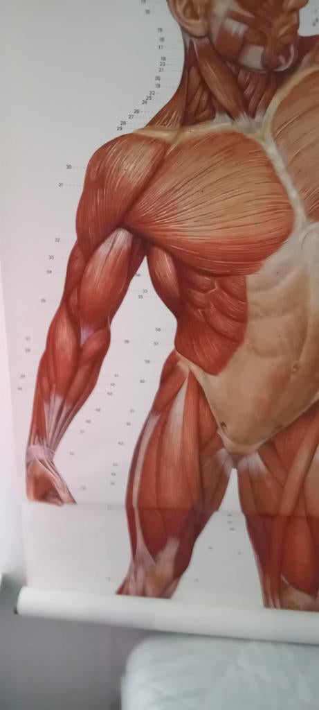 Anatomie Poster Spieren Menselijk Lichaam, Ophalen, Zo goed als nieuw, Onbekend, Natuurwetenschap