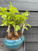 Zelkova in Bonsai Pot, Tuin en Terras, Planten | Bomen, In pot, Bloeit niet, Halfschaduw, Minder dan 100 cm