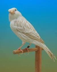 Gezocht: Satinet witte kanaries, Dieren en Toebehoren, Vogels | Kanaries, Meerdere dieren, Kleurkanarie