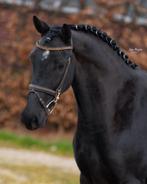 Zeer chique en talentvolle E pony !️, Dressuurpony, 7 tot 10 jaar, Merrie, E pony (1.48m - 1.57m)