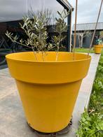 Olijfboom in grote pot, Tuin en Terras, Bloeit niet, 100 tot 250 cm, Olijfboom, Ophalen