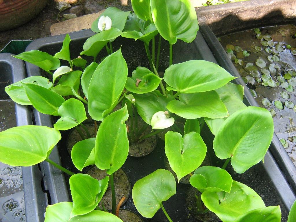 Zuurstofplanten voor uw vijver; fontijnkruid & krabbescheer, Ophalen, Nieuw