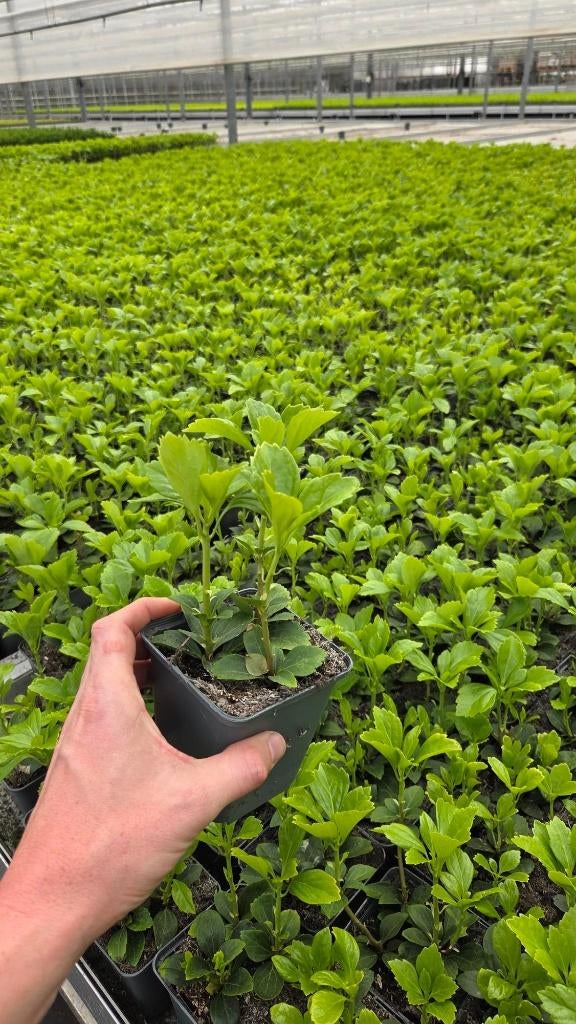 Pachysandra Terminalis - dikkemanskruid - winterhard, Bodembedekkers, Vaste plant, Ophalen of Verzenden, Halfschaduw