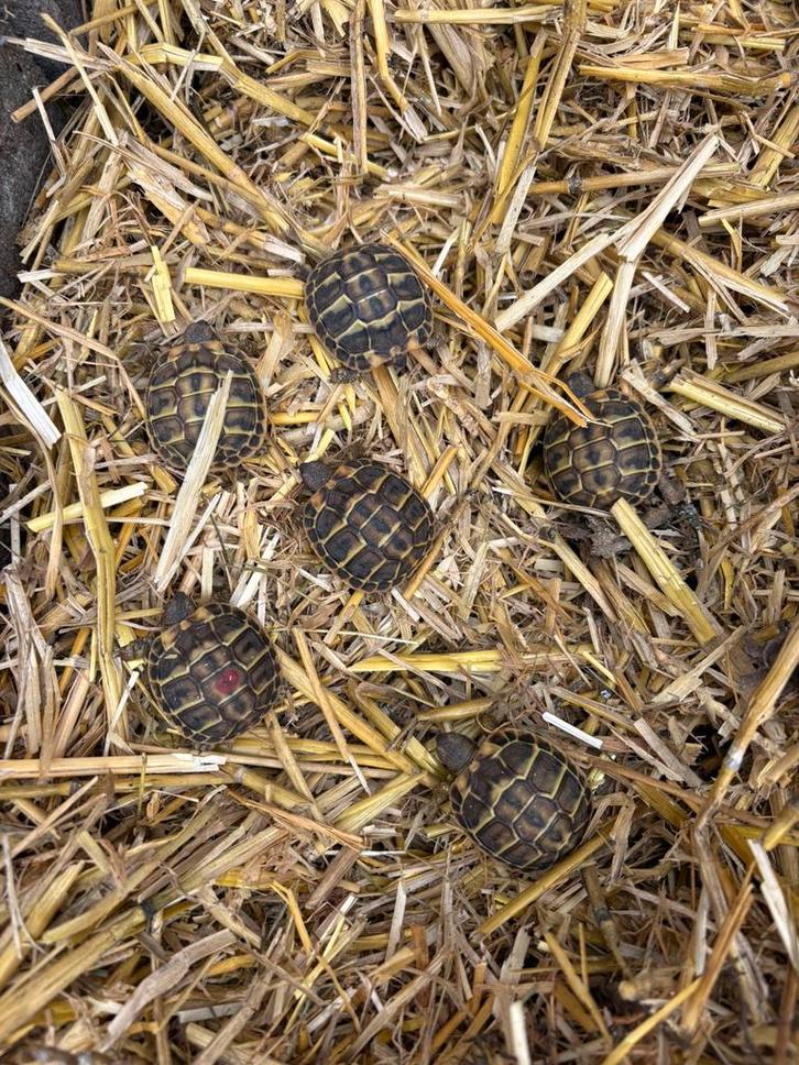 Westelijke Griekse landschildpad (THH) – Corsica