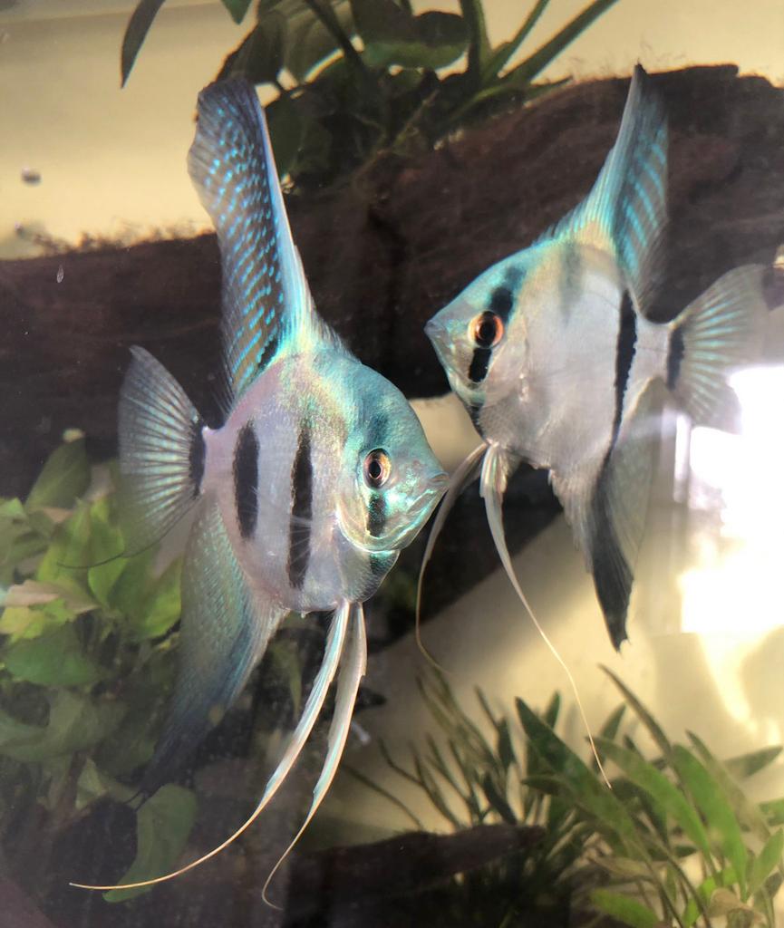 Aktie !!  €4,99 Maanvissen blauw, Dieren en Toebehoren, Vis, Zoetwatervis, Schoolvis