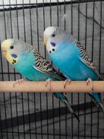 Twee mooie parkieten, Meerdere dieren, Parkiet