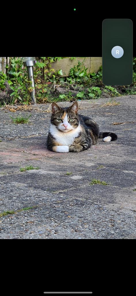 Lieve poes zoekt huis, Dieren en Toebehoren, Katten en Kittens | Overige Katten, Poes