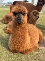 Alpaca hengst - halstermak , nieuwschierig, Juni, Mannelijk