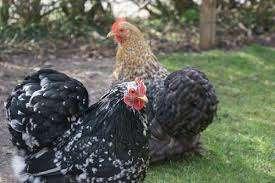 Cochin krielkippen., Dieren en Toebehoren, Pluimvee, Vrouwelijk, Kip