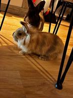 Konijn, Hollander en hangoor, Dieren en Toebehoren, Mannelijk, Middelgroot, Hangoor, 3 tot 5 jaar