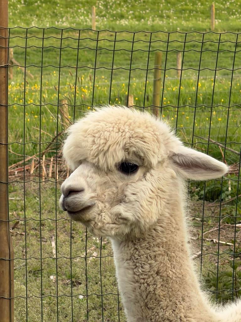 diverse Alpaca's te koop, Dieren en Toebehoren, Overige Dieren, Juli, Meerdere dieren