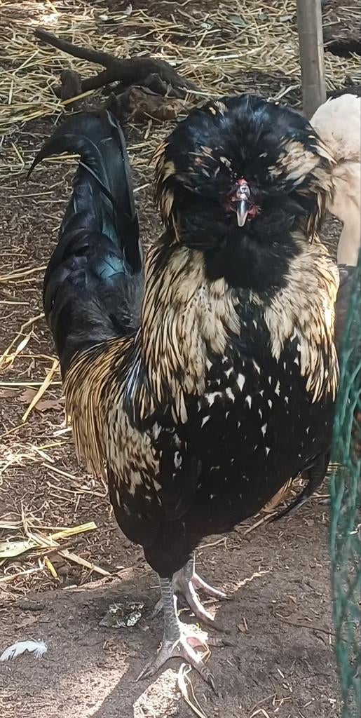 Prachtige jonge padua haan kriel variant goud zwart gezoomd, Mannelijk, Kip