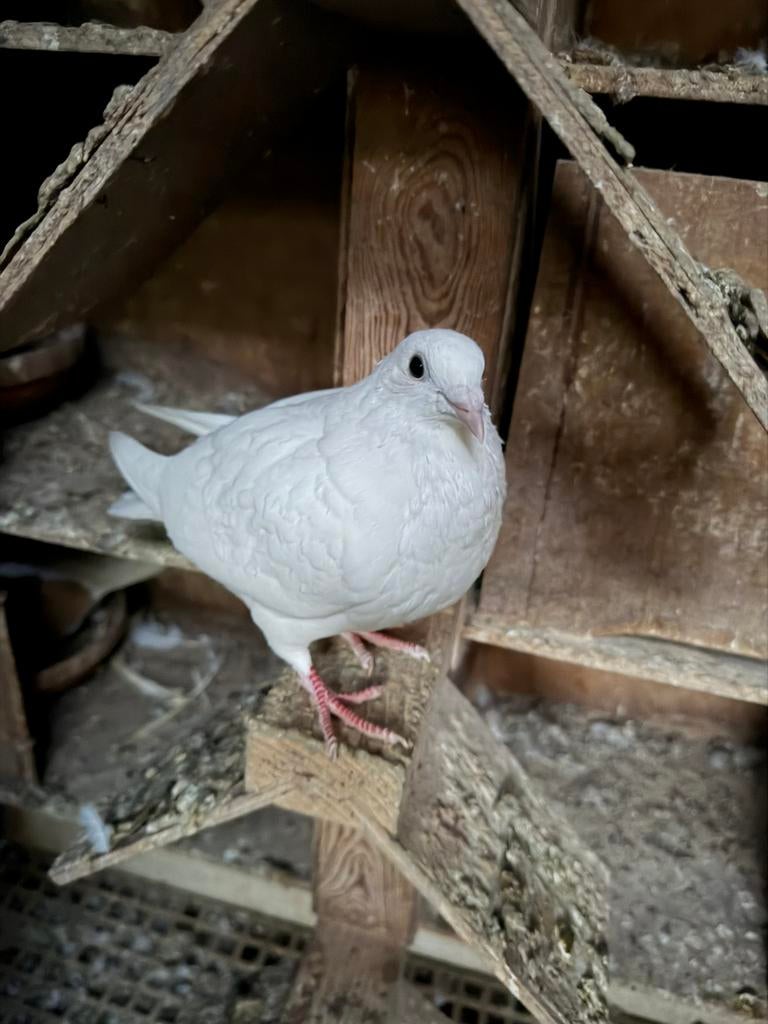 Witte post duiven, Dieren en Toebehoren, Vogels | Duiven, Meerdere dieren, Postduif