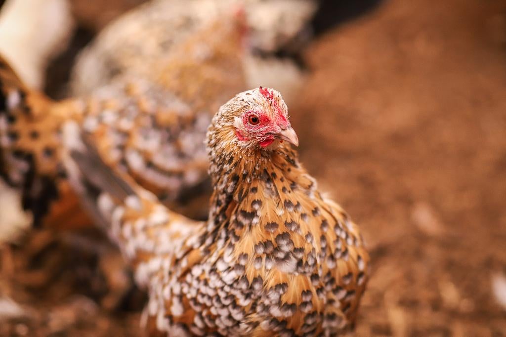 Rustige kleine kriel kippen | Sabelpoot krielkip