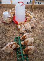 Lohman kuikens *de laatste 14!*, Dieren en Toebehoren, Meerdere dieren, Kip