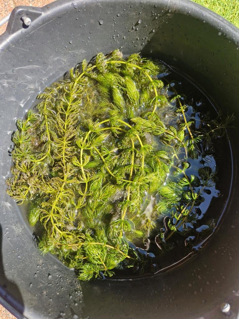 1 emmer gezonde zuurstofplanten voor vijver of aquarium, Ophalen, Volle zon, Vaste plant, Bloeit niet