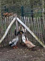 Trio loopeenden te koop, Dieren en Toebehoren, Pluimvee, Meerdere dieren, Eend