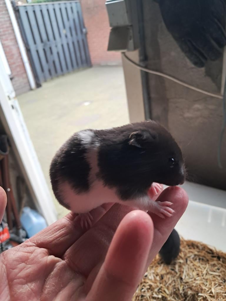 Goudhamsters, Dieren en Toebehoren, Knaagdieren, Maart, Meerdere dieren, Hamster