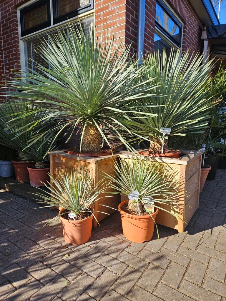 4 maten Yucca Rostrata vanaf 39 euro, Tuin en Terras, Planten | Bomen, Volle zon, Verzenden, 100 tot 250 cm, Olijfboom