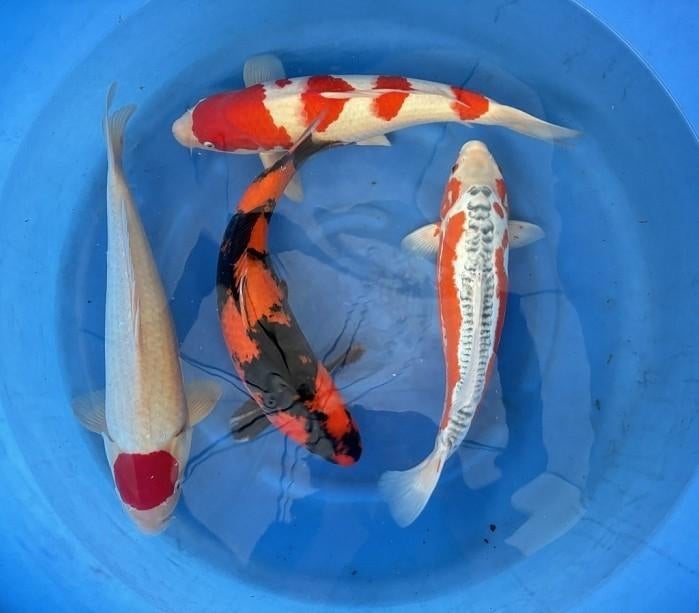 Diverse Japanse koi karper | Koikarpers  | Nisai, Dieren en Toebehoren, Vissen | Vijvervissen, Karper of Koi