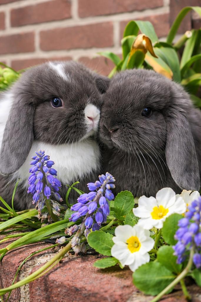Superlieve raszuivere mini lop konijntjes!, Dieren en Toebehoren, Konijnen, Meerdere dieren, Dwerg