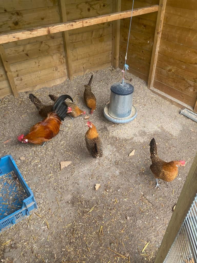 Broedeieren friese goudpel kriel kippen, Dieren en Toebehoren, Pluimvee, Geslacht onbekend, Kip