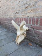 Schedel kudu zonder hoorns taxidermy opgezette afrika hert, Ophalen, Wild dier, Schedel