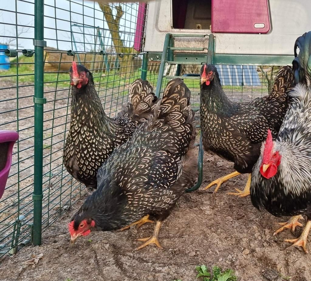 Broedeieren Barnevelder (zilver dubbel gezoomd), Geslacht onbekend, Kip
