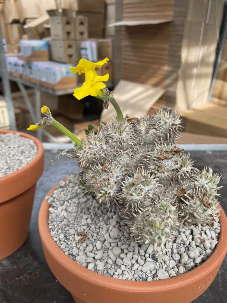 Caudexen en Aloe soorten op de OPEN DAG 28 MAART, Huis en Inrichting, Kamerplanten, Overige soorten, Minder dan 100 cm, Bloeiende kamerplant