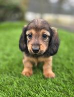 Te koop mooie langharige Dwerg Teckel pups (tekkel), Parvo, Nederland, 8 tot 15 weken, Dwerg